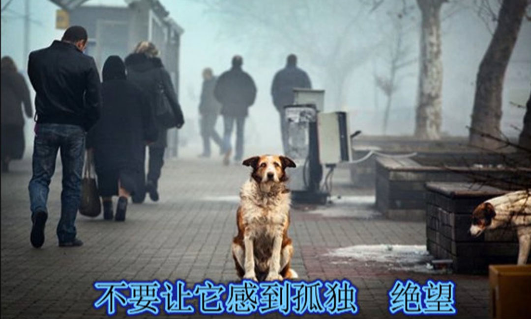 上海上海爱影圈微博微信转发案例
